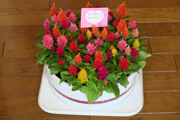 母の日の花